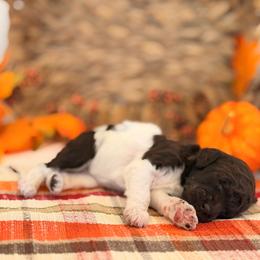 Gypsy - Parti female Poodle puppy in Lavonia, Georgia from Peach Blossom Kennels