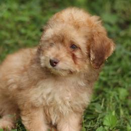 Carmel - Sable male Aussiedoodle puppy in Orleans, Indiana from Mae Blossom Puppies
