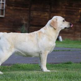 Ray - Labrador Retriever