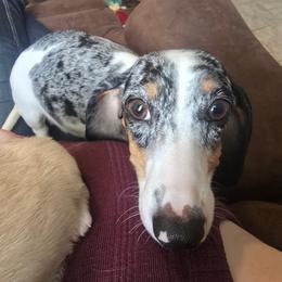 Polar - Dachshund