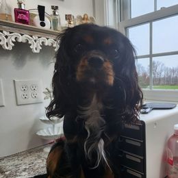 Freddy - Cavalier King Charles Spaniel