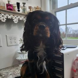 Freddy - Cavalier King Charles Spaniel
