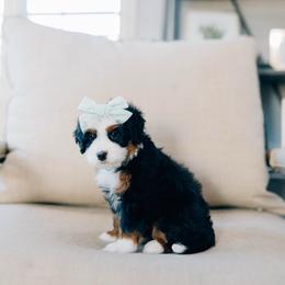 Stephanie - Tri-color female Bernedoodle puppy in Murray, Utah from Sun Valley Doodles