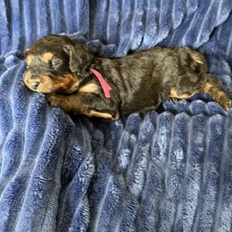 Girl 3 - Black and tan female Cavapoo puppy in Nampa,, Idaho from Clig Doodle Days