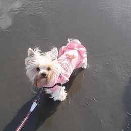 Khali - Yorkshire Terrier