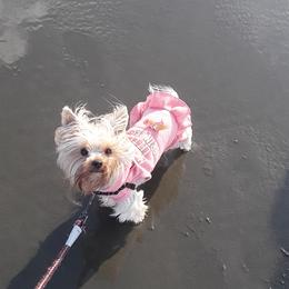 Khali - Yorkshire Terrier