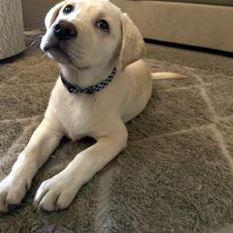 Navy - Yellow male Labrador Retriever puppy in Mission Viejo, California from Loving Puppy House