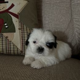 Girl 1 - Black and white female Shih Tzu puppy in Maxwell, California from Suzie Q Shitzu’s