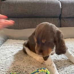 English Springer Spaniel Puppies from Timothy Naylor