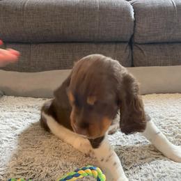 English Springer Spaniel Puppies from Timothy Naylor