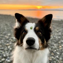 Border Collies from Sea Glass Border Collies