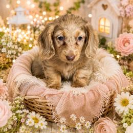 Liberty - Dapple female Dachshund puppy in Dinwiddie, Virginia from White Oak Kennels
