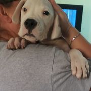 Dogo Argentino Puppies from De La Citra Dogo Argentino