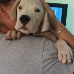 Dogo Argentino Puppies from De La Citra Dogo Argentino