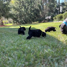 Kerry Blue Terrier Puppies from Costerra Kerry Blue Terriers