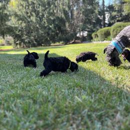 Kerry Blue Terrier Puppies from Costerra Kerry Blue Terriers