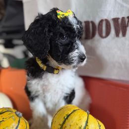 Croissant (Yellow Collar) - Parti female Goldendoodle puppy in Toledo, Ohio from Avery Doodle Day LLC