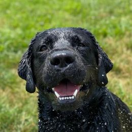 Labrador Retrievers from Gravel Hill Labrador