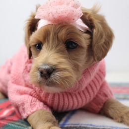 Australian Labradoodle Puppies from Serendipity Doodles