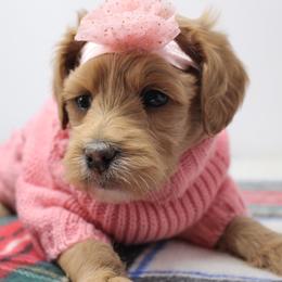 Australian Labradoodle Puppies from Serendipity Doodles