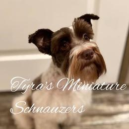 Maggie - Miniature Schnauzer
