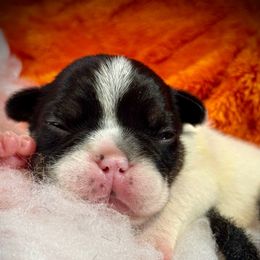 Whisperwind - Tricolors male French Bulldog puppy in Rockville, Indiana from Blaze Of Glory Bostons & Frenchies