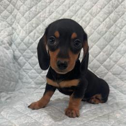 Boy 1 black and tan - Black and tan male Dachshund puppy in Galax, Virginia from Dells  Dachshund’s