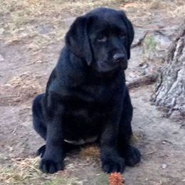 Labrador Retriever Puppies from Rushmere Labradors