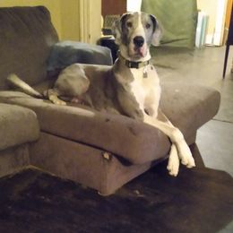 Great Danes from M&J Danes