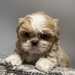 Alphie - Gold and white male Shih Tzu puppy in Covington, Georgia from Top Hats 2  Shih Tzu’s