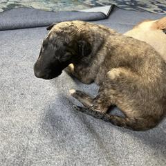 Dougal - Mahogany red male Borzoi puppy in Clinton, Tennessee from Ivanhoe Borzoi
