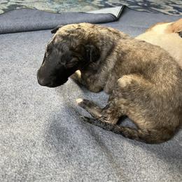 Dougal - Mahogany red male Borzoi puppy in Clinton, Tennessee from Ivanhoe Borzoi