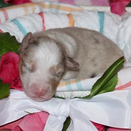 Puppy 1 - Red merle male Australian Shepherd puppy in Mayer, Arizona from Ms Priss Aussies