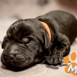 Orange Collar - Black male Labrador Retriever puppy in Franklin, Virginia from Oak Hollow Retrievers