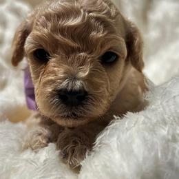 Poodle and Shih Tzu Puppies from Amarilys ShihTzus & Poodles