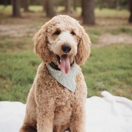 Ryker boy  - Goldendoodle