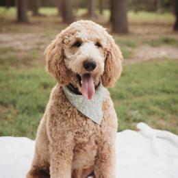 Ryker boy  - Goldendoodle