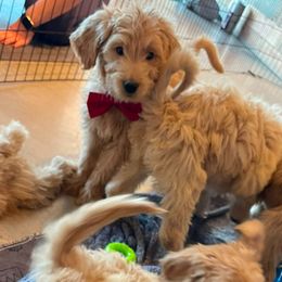 DASHER Available Red Collar Male  11  WEEKS OLD - Goldendoodle puppy from Lyon and Luna Goldendoodles Bernedoodles