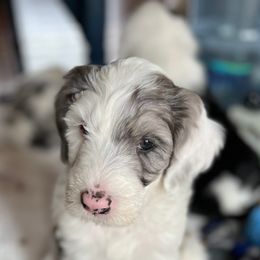 Sheepadoodle Puppies from Life Unleashed Farm