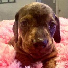 Ella - Brindle female Dachshund puppy in Channahon, Illinois from Lord Frank’s Mini Weeniers