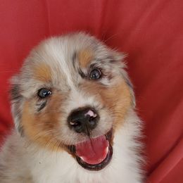 Australian Shepherd Puppies from Invictus Farms
