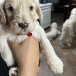 Goldendoodle Puppies from Casita Goldendoodles