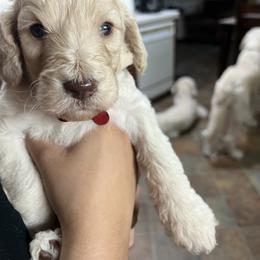 Goldendoodle Puppies from Casita Goldendoodles