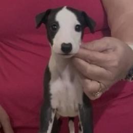 Domino - Black male Whippet puppy in Brooksville, Florida from Phasion Whippets Kimberly & Paul Norton Sr.