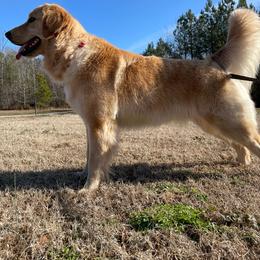 Lilah - Golden Retriever