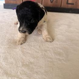 Wonder Woman - Black and white female Bernedoodle puppy in Luana, Iowa from Country View Bernedoodles and Goldendoodles