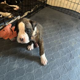 Boy 4 - Brindle male Boxer puppy in Lakeland, Florida from Cote's Boxers