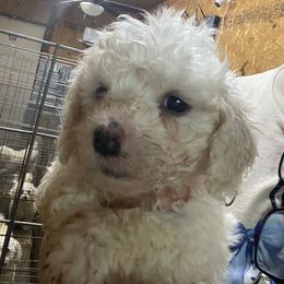 Princess - White female Bichon Frise puppy in Cave City, Kentucky from Loretta's Pups