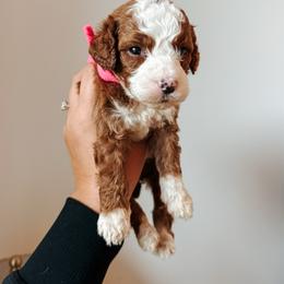 Meadow - Pink collar girl - Red  female Goldendoodle puppy in Ruthorfordton, North Carolina from Duncan Doodles Goldendoodles