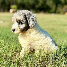 Cider - Blue merle female Aussiedoodle puppy in Eastman, Georgia from Dood B Ranch